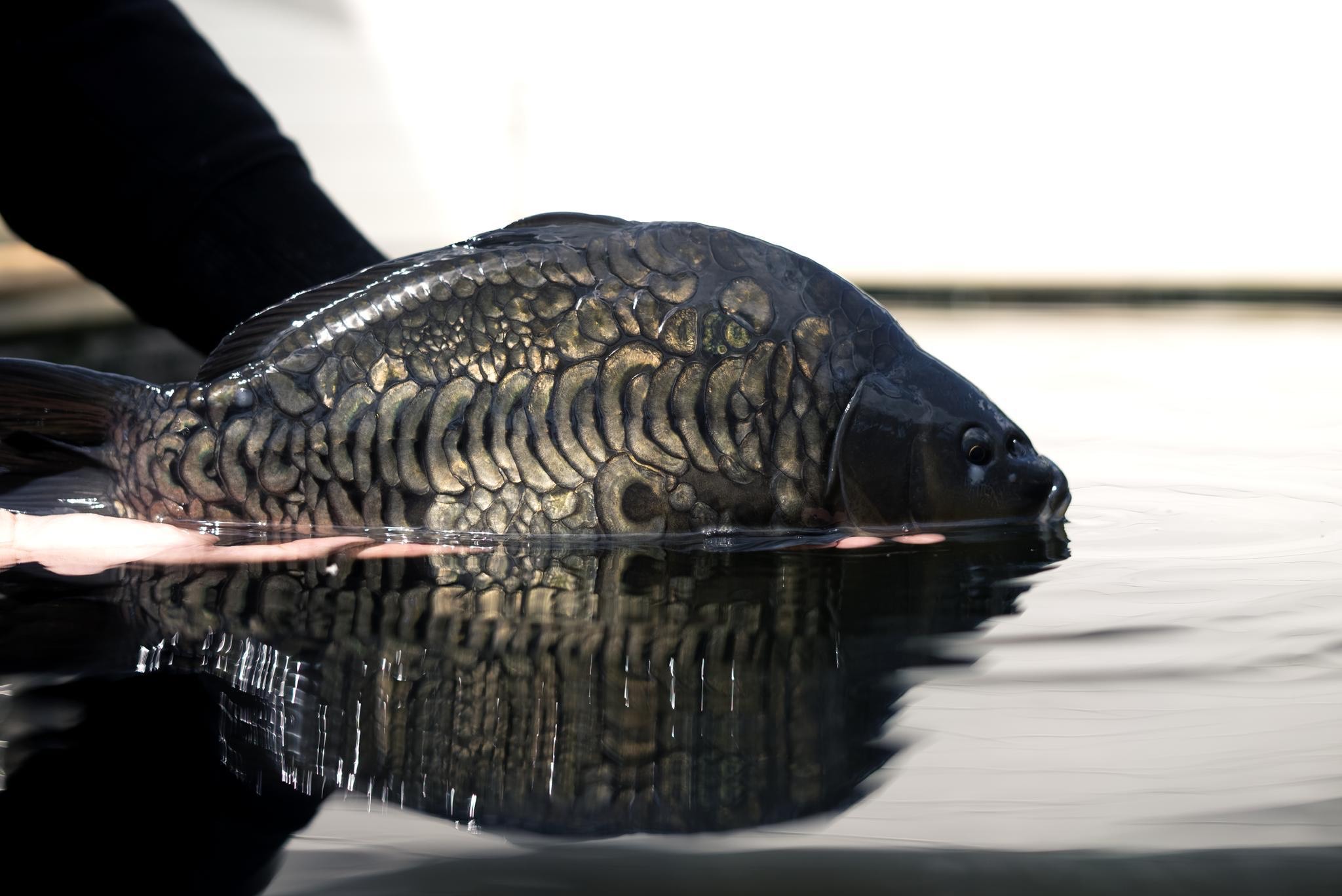 Podcast Drop – Ollie Thomas- @carpcollection
