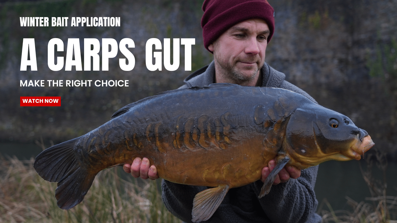 A CARPS GUT – New Video live now – Mark Bryant