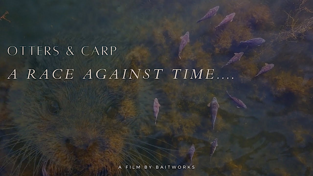 Otters and Carp – Mike’s Blog