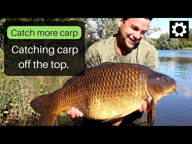 Rigs and Tips – Catching carp off the top